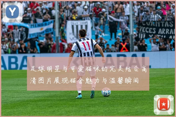足球明星与可爱猫咪的完美结合高清图片展现猫舍魅力与温馨瞬间